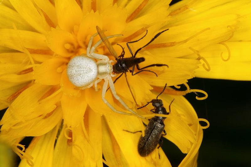 Misumena_vatia_D4942_Z_92_Les Gris_Frankrijk.jpg